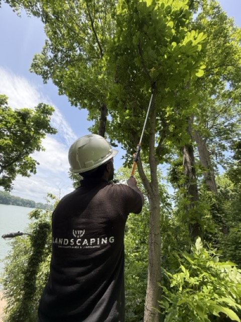 Professional Tree Care - VIP team member using pole saw for tree trimming
